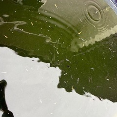 20匹1000円　ブランドメダカ　MIX 稚魚ミジンコウキクサ付き！の画像