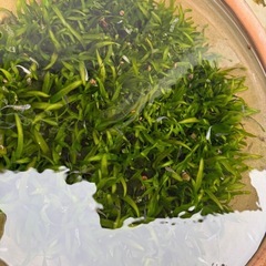 20匹1000円　ブランドメダカ　MIX 稚魚ミジンコウキクサ付き！の画像