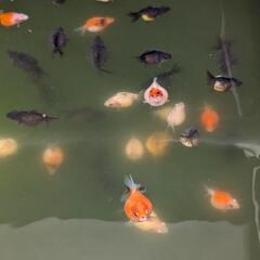 ピンポンパール①