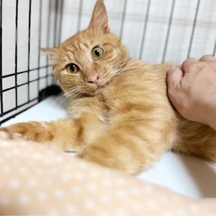 人馴れバッチリふわふわ中毛くん