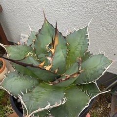 アガベ　覇王竜　チタノタ　オテロイの画像