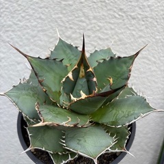 アガベ　覇王竜　チタノタ　オテロイの画像