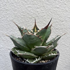 アガベ　覇王竜　チタノタ　オテロイ