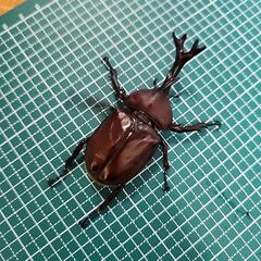 カブトムシ　オス⑥の画像