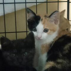 野良猫の里親募集