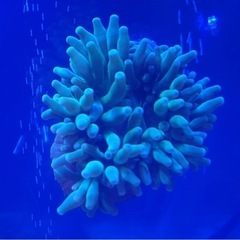 サンゴイソギンチャク Mサイズ