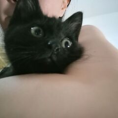 急募！かわいい黒子ネコちゃんの里親様になってください！