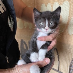鼻のワンポイントがかわいい男の子