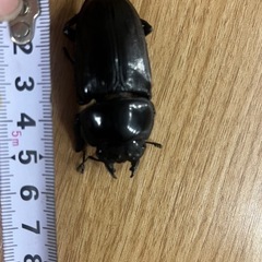 オオクワガタ　ブリード個体　大型系　ペアの画像