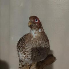 剥製/キジ？/鳥　基本、引き取り限定でお願いします！の画像