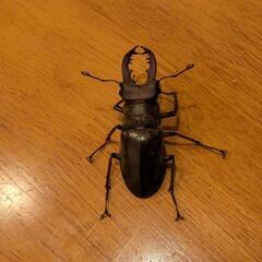 ミヤマクワガタ♂♀1