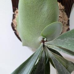 【初心者におすすめ】【大株】ビカクシダ　イーワン (P. E-1)　観葉植物　コウモリランの画像