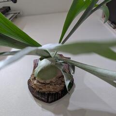 【初心者におすすめ】【大株】ビカクシダ　イーワン (P. E-1)　観葉植物　コウモリランの画像