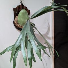 【初心者におすすめ】【大株】ビカクシダ　イーワン (P. E-1)　観葉植物　コウモリランの画像