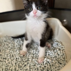  ＼ハチワレ男の子！子猫の里親さん募集中／ 
