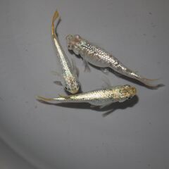 メダカ　スーパーラメ改稚魚（０．５～１㎝前後）ケース売りの画像