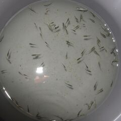 メダカ　スーパーラメ改稚魚（０．５～１㎝前後）ケース売りの画像