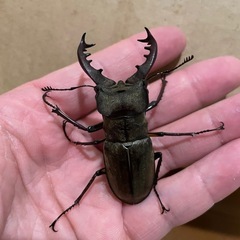 ミヤマクワガタ　オス2匹　お譲りします！の画像