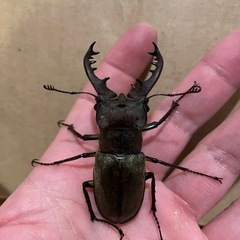 ミヤマクワガタ　オス2匹　お譲りします！の画像