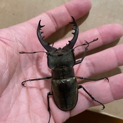 ミヤマクワガタ　オス2匹　お譲りします！　の画像