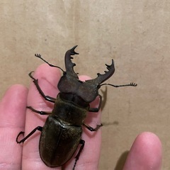 ミヤマクワガタ　オス2匹　お譲りします！　の画像