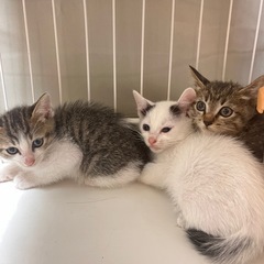 猫の里親募集♡美猫ちゃんたち