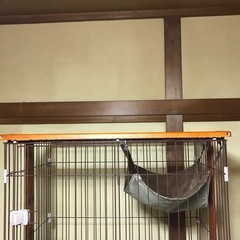 『最終値下げ
』ボンビアルコン(Bonbi) ウッドワンサークル　キャット2段の画像