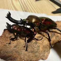 ニジイロクワガタ赤系(ホワイトアイ)の画像