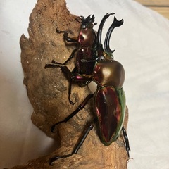 ニジイロクワガタ赤系(ホワイトアイ)の画像