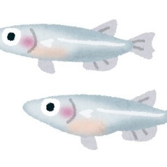 メダカ、金魚お譲りします！