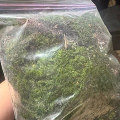 苔　の画像
