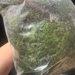 苔　の画像