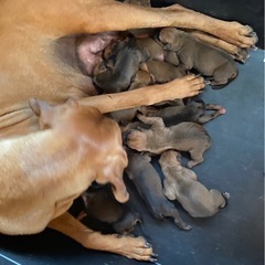 【土佐犬の赤ちゃんの新しい飼い主さんを募集しています】