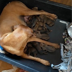 【土佐犬の赤ちゃんの新しい飼い主さんを募集しています】 - 犬
