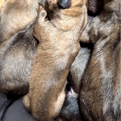 【土佐犬の赤ちゃんの新しい飼い主さんを募集しています】 − 三重県
