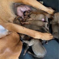 【土佐犬の赤ちゃんの新しい飼い主さんを募集しています】 - 里親募集