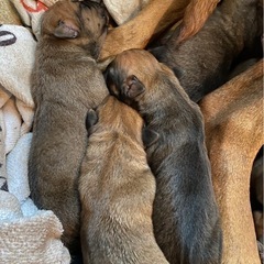 【土佐犬の赤ちゃんの新しい飼い主さんを募集しています】 - 松阪市