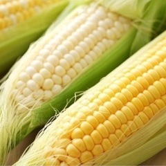 農家直売　ホワイトコーン　訳あり品