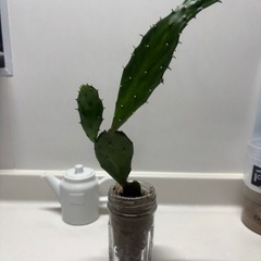サボテン