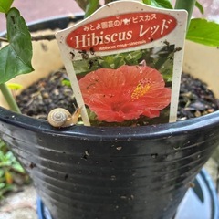 ハイビスカス🌺鉢植えの画像