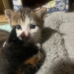 去年黒三毛と白黒とグレーの子が決まりました生まれた野良猫の子供が...