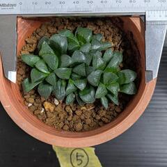 5 ハオルチア　レツーサ　3株寄せ植え