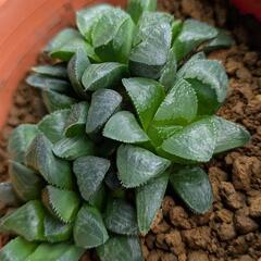 5 ハオルチア　レツーサ　3株寄せ植えの画像