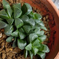 5 ハオルチア　レツーサ　3株寄せ植えの画像
