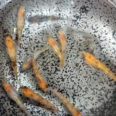 ◯メダカ◯三色ラメ◯めだか◯の画像