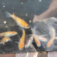 ◯メダカ◯三色ラメ◯めだか◯の画像