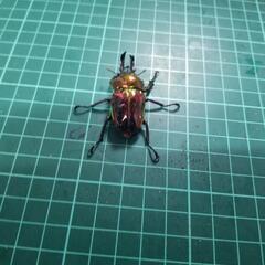 ニジイロクワガタピカールレッドペアー