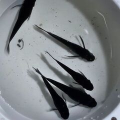 ｻﾀﾝﾒﾀﾞｶ①🐟の画像