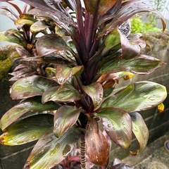 ドラセナ(幸福の木)　観葉植物🪴　鉢植えの画像