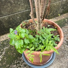ドラセナ(幸福の木)　観葉植物🪴　鉢植えの画像
